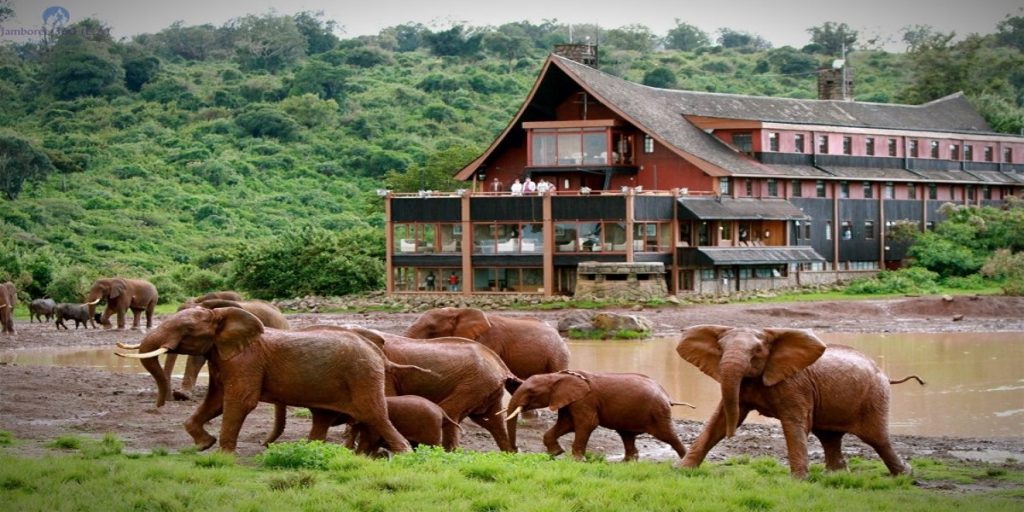 Elephants in Aberdare National Parktree Top Exterior