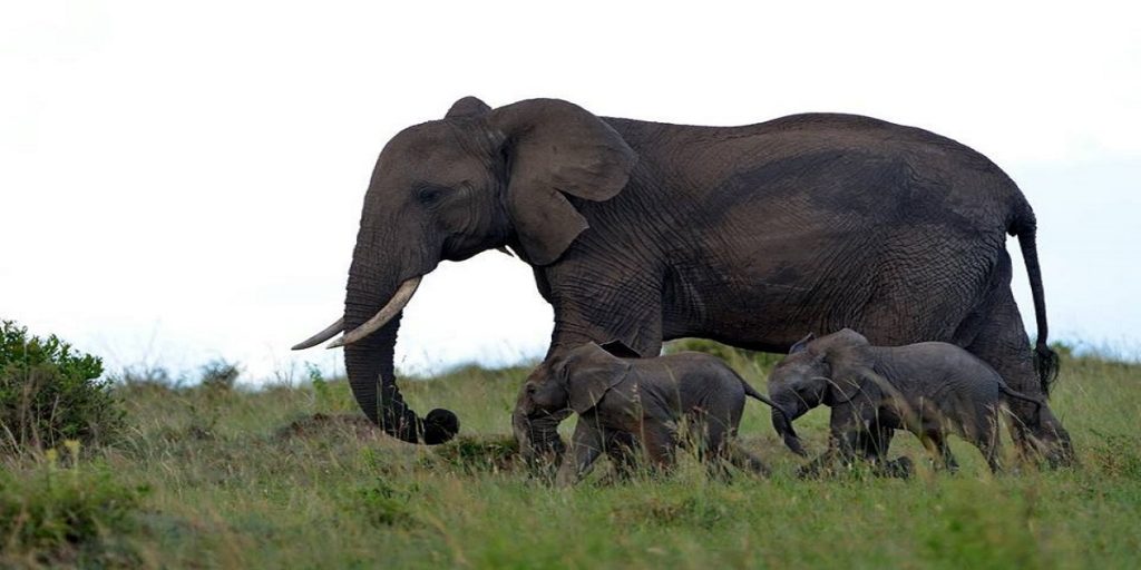 elephant safaris kenya