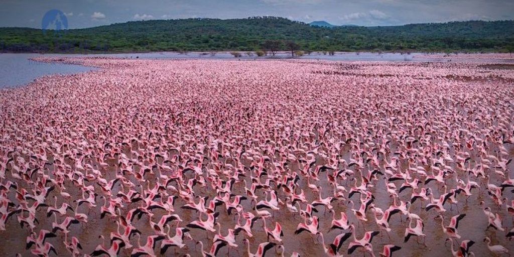 flamingo in bogoria kenya travel