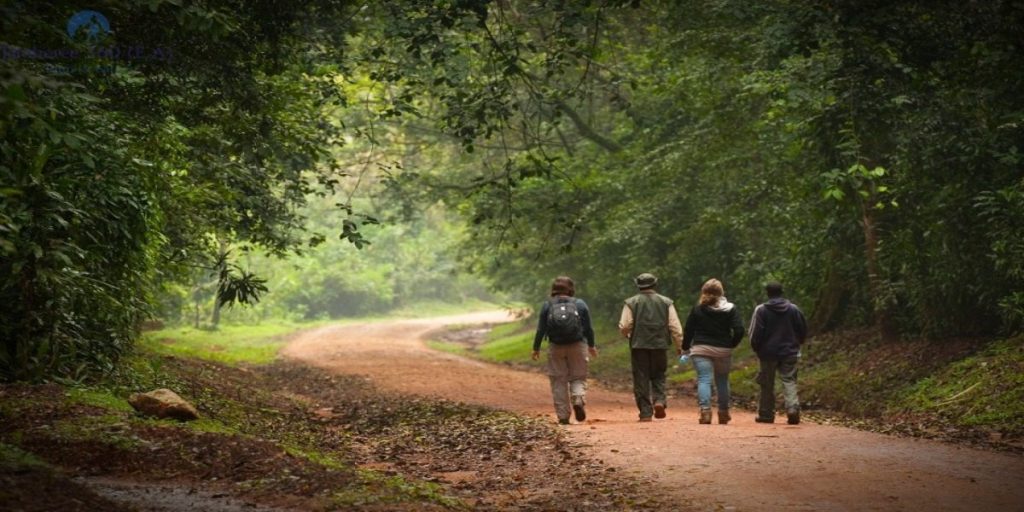 kakamega forest trekking tours in kenya