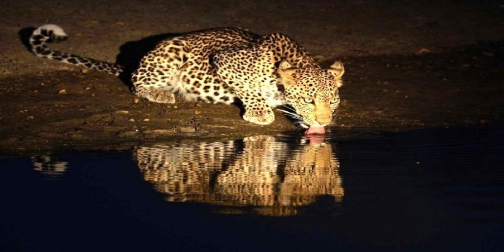 leopard drinking night safari masai mara reserve