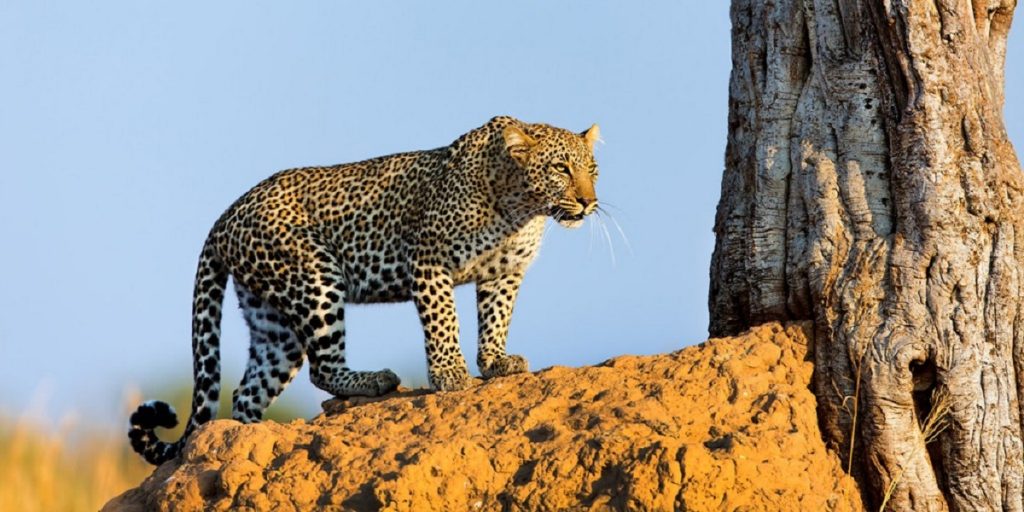 Tsavo West National Park