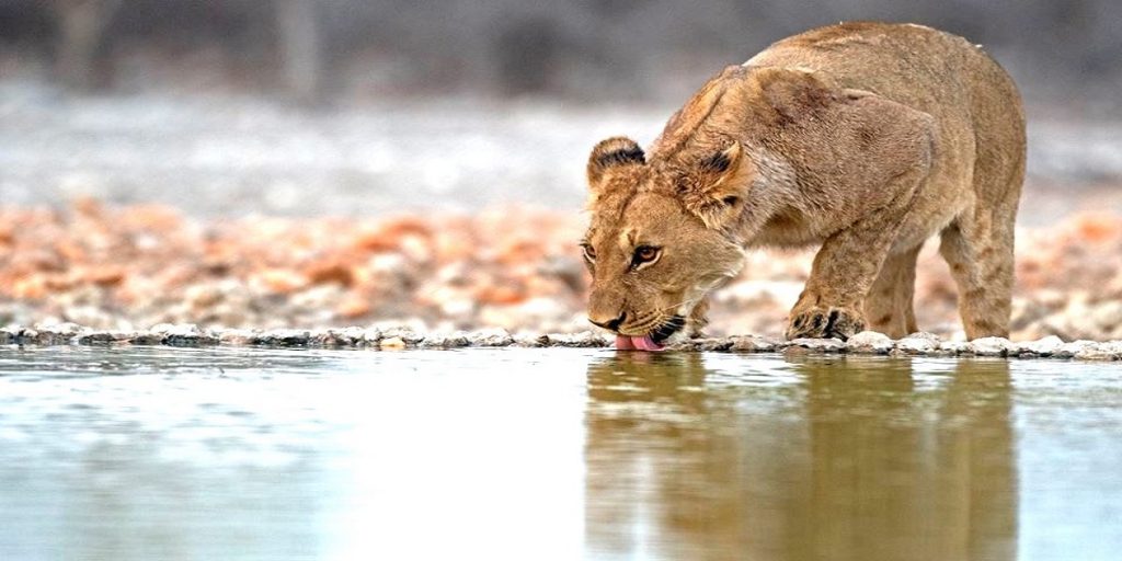 lion africa safaris kenya