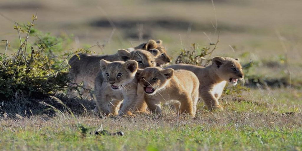 lion cubs tour masai mara