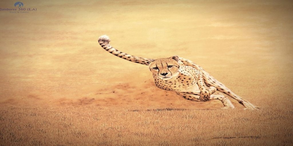 serengeti hunting cheetah safaris