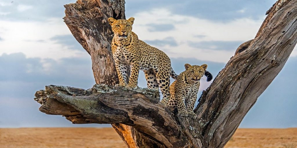 Meru National Park