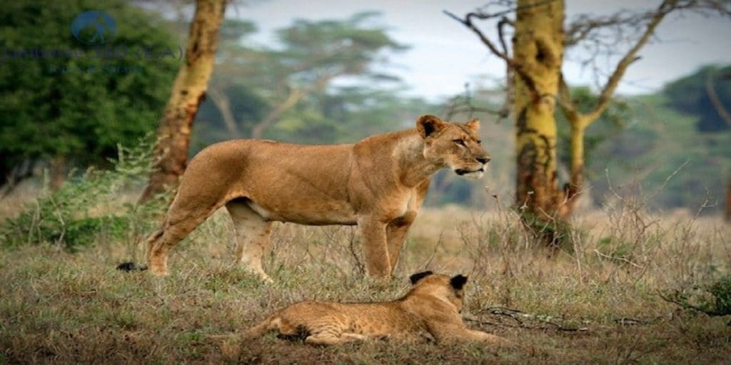 tarangire lions travel Tanzania