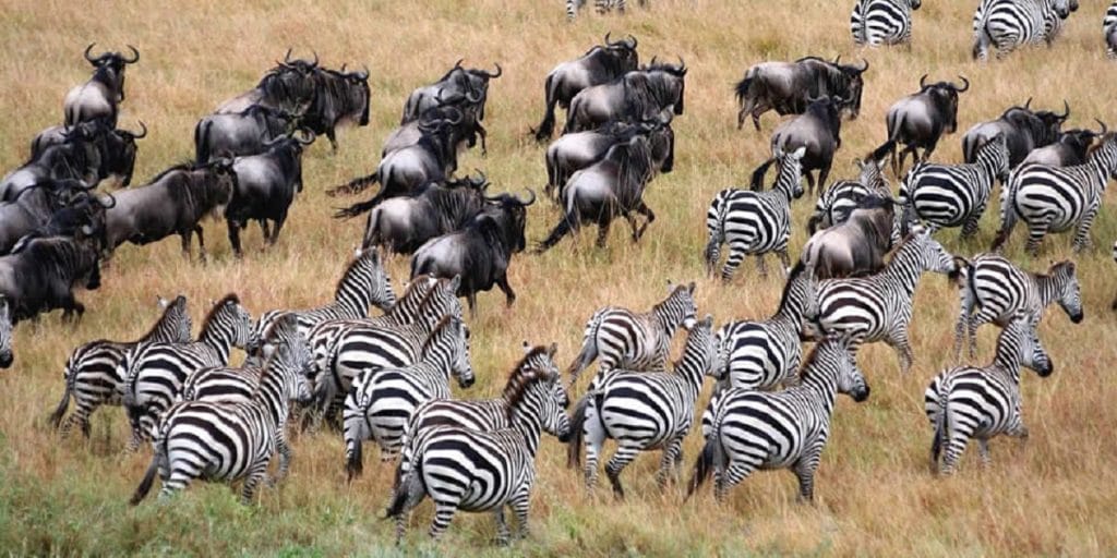 Story of The Great wildebeest migration