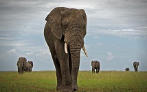 Amboseli safari Tours