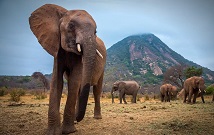 Amboseli flying safari