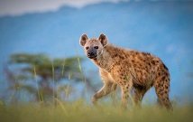 Lake Nakuru Tours