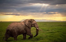 Amboseli Kenya Day Trip