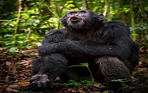 Gorilla tracking in Uganda