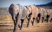 Best private Amboseli Tours