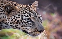 Best safaris in Kenya and Tanzania