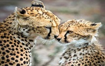 Safaris in Masai Mara Kenya