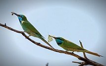 Best Bird watching tours in Kenya