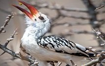 Birding tours Kenya