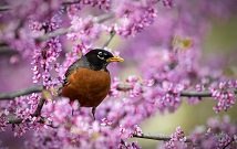 Bird safaris Kenya