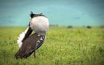 Kenya bird watching tours