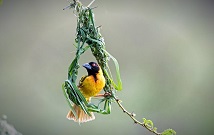 Bird safaris in Kenya