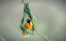 Safari Tours in Kenya