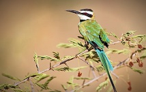 Bird tours in Kenya