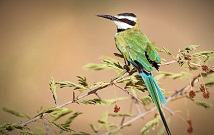 Safari Tours in Masai Mara