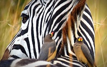 Kenya Honeymoon best safaris