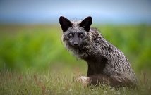 Safaris in Serengeti