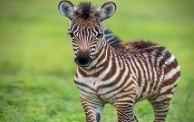 Tanzania safaris