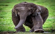 Best Amboseli safari