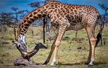 Amboseli safaris in Kenya