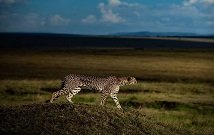 Kenya safaris