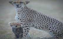 Masai Mara day tours