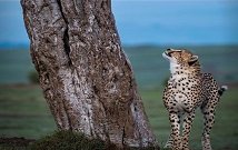 Safaris in Amboseli Kenya