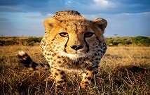 Serengeti cheetah tour