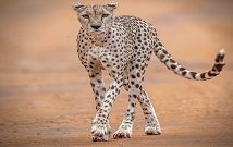 Kenya safari packages