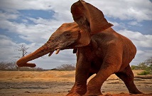 Elephant orphanage Nairobi