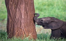 Safaris in Tsavo West Kenya