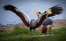 Lake Manyara safaris