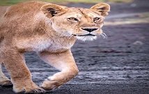 Lake Manyara Safari Tours Tanzania