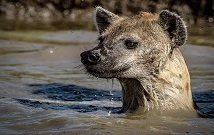 Masai Mara balloon safaris