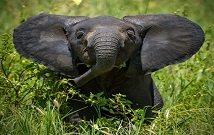 Tour Amboseli Kenya