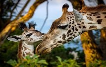 luxury safaris in Kenya