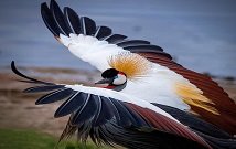 Lake Bogoria safaris Kenya