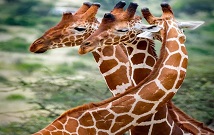 giraffe centre Nairobi Kenya