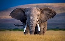 elephants in Masai Mara reserve