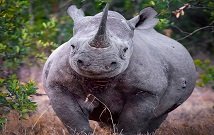rhino in Masai Mara travel