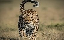 Leopard safaris in Kenya